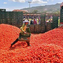 Tomatoes